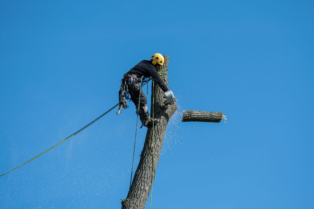 Skilled Arborist in Oregon