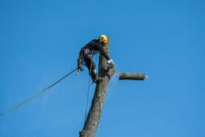 Skilled Arborist in Oregon