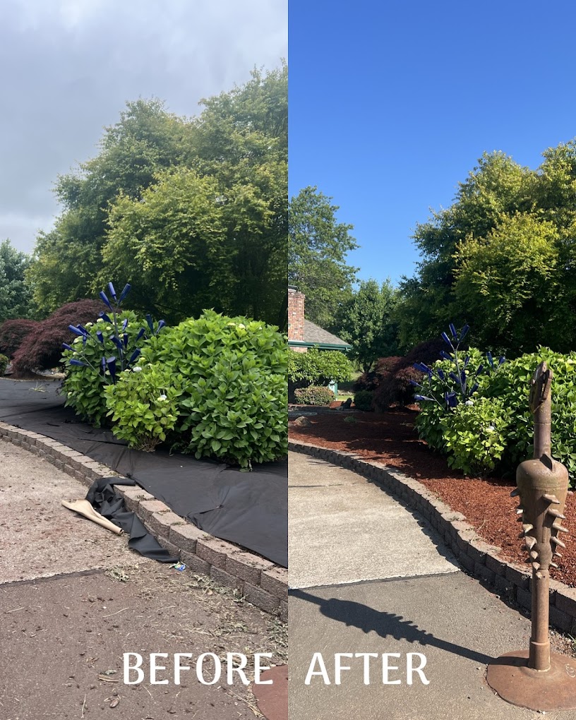 Before and after photos of a garden bed refresh with new mulch, trimmed shrubs, and crisp concrete edging.