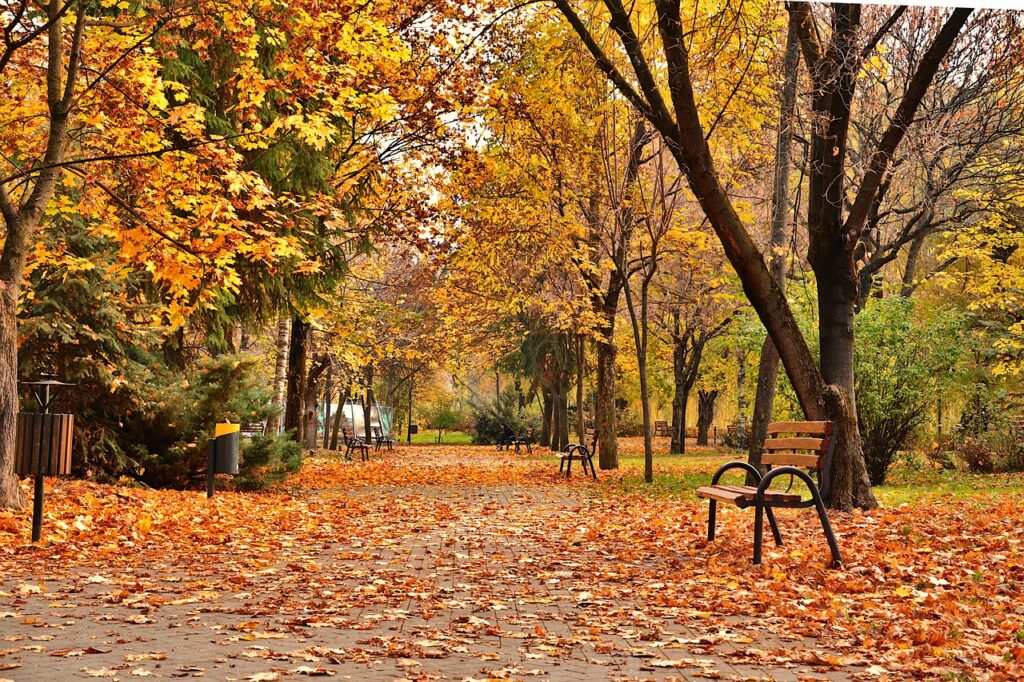 park, autumn, autumn park, autumn trees, urban autumn, leaves, nature, yellow leaves, autumn leaves, city in autumn