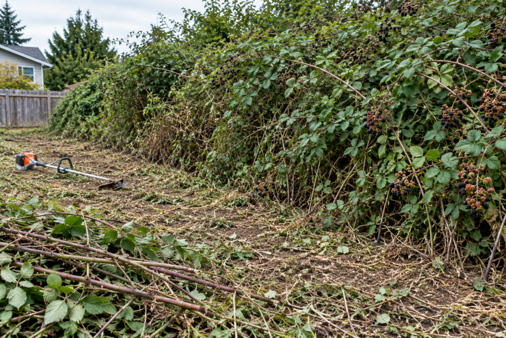 Blackberry thicket beside a cleared strip of ground with cut canes and brush.
