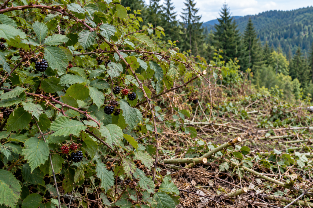 Blackberry leaves, berries and thorny canes beside cut invasive growth.