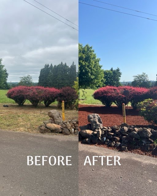 Before and after a Vista Pacific landscape cleanup with trimmed shrubs and fresh mulch.