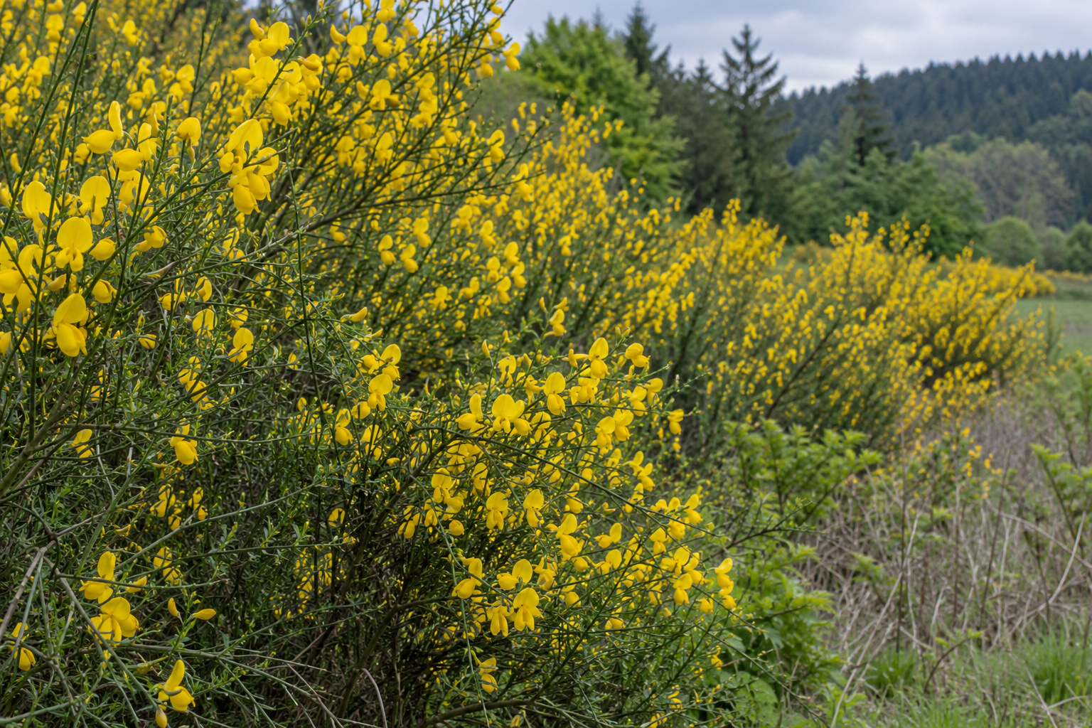 Yellow-flowering Scotch broom in a dense invasive thicket